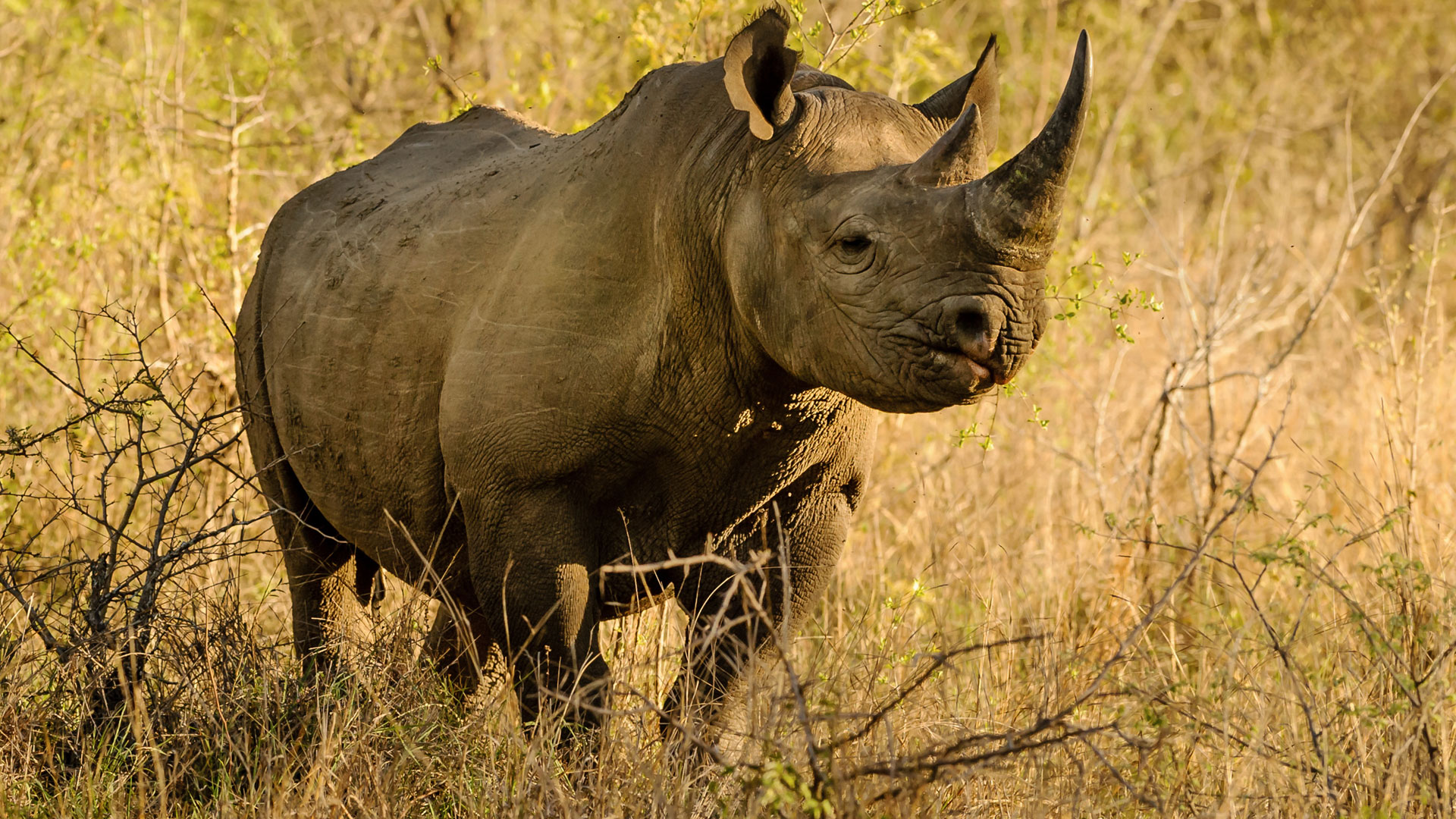 Rinoceronte Negro