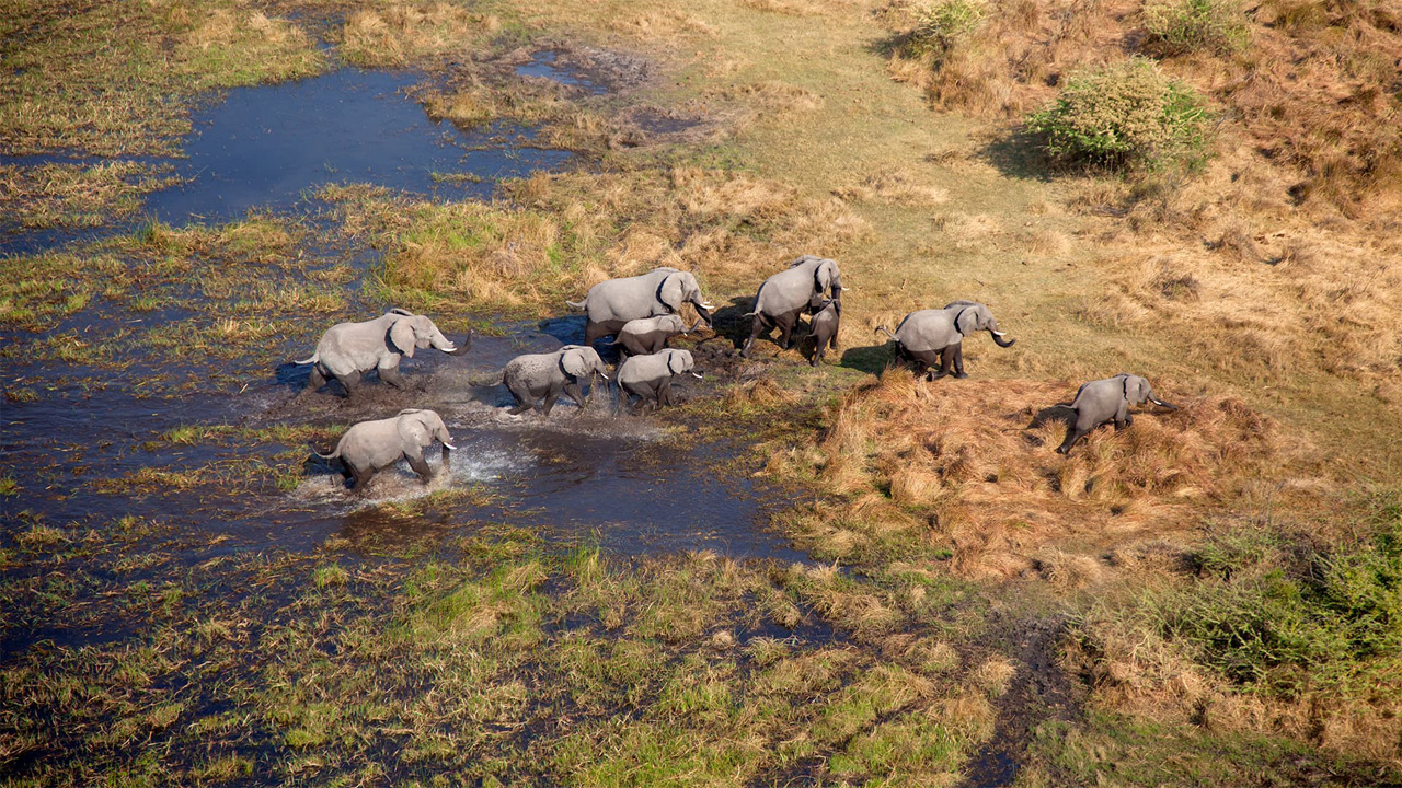 Manada de Elefantes africanos