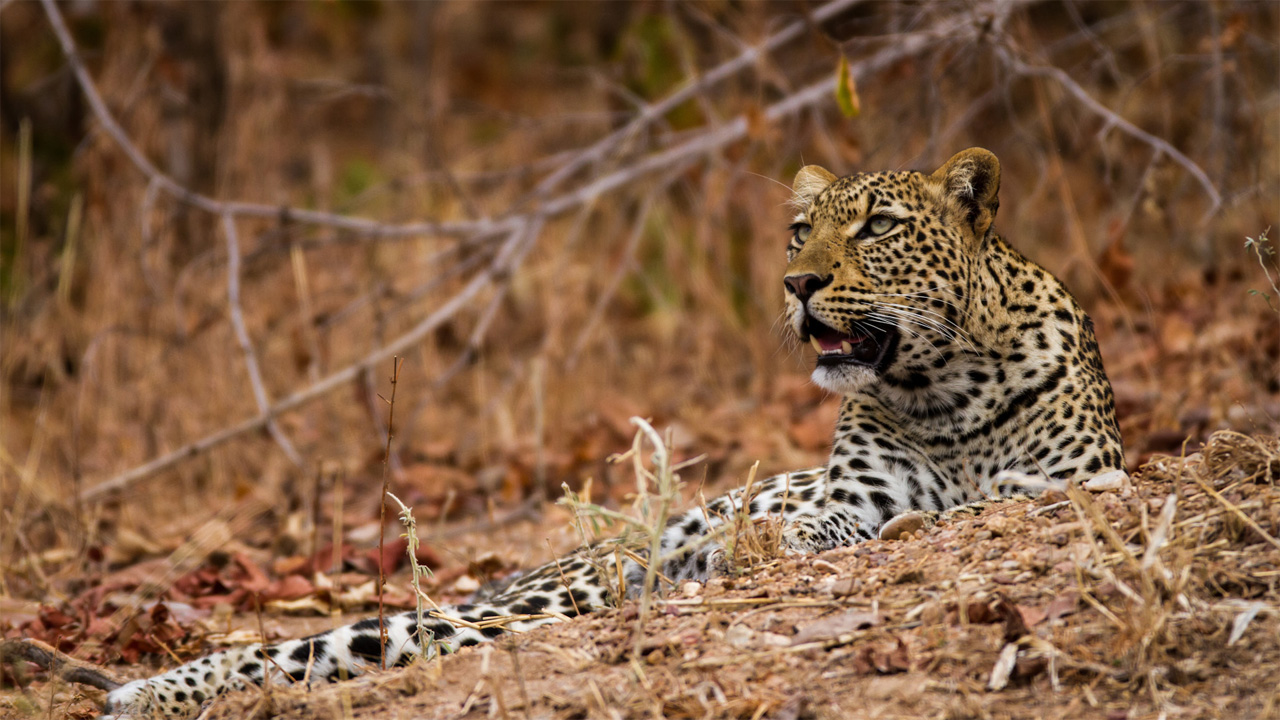 Leopardo africano