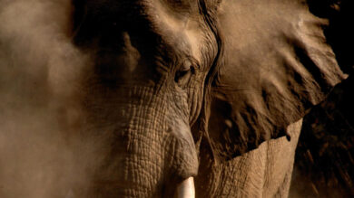 Elefante africano